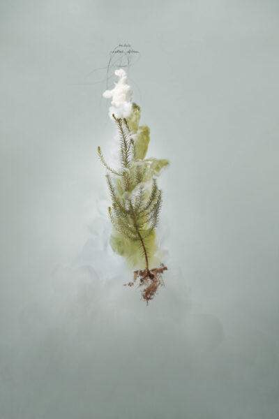 Helen Pynor, ‘Milk 8 (Banksia)’, 2008, C-type photograph face-mounted on glass, 100 x 66cm, Edition of 5 + 1AP