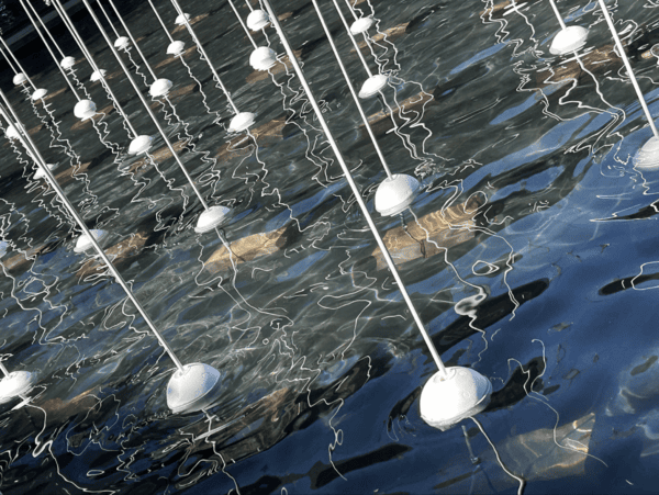 Gary Deirmendjian, 'sensorium' (installation view), 130 custom-made flotation needles and anchoring means, 7.2 x 5.4 x 1.05m (above water level)  
